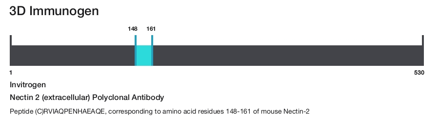 Nectin 2 (extracellular) Polyclonal Antibody