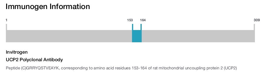 UCP2 Polyclonal Antibody