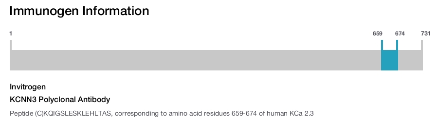 KCNN3 Polyclonal Antibody