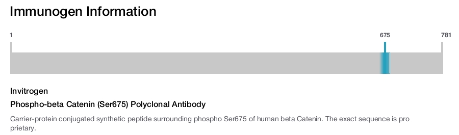 Phospho-beta Catenin (Ser675) Polyclonal Antibody