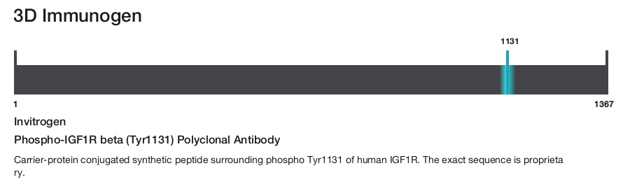Phospho-IGF1R beta (Tyr1131) Polyclonal Antibody