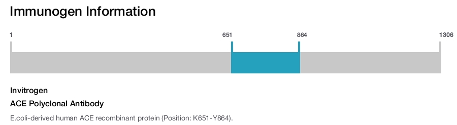 ACE Polyclonal Antibody