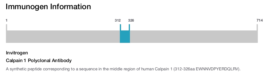 Calpain 1 Polyclonal Antibody