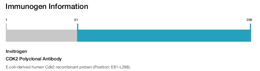 CDK2 Polyclonal Antibody