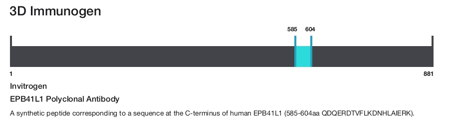EPB41L1 Polyclonal Antibody
