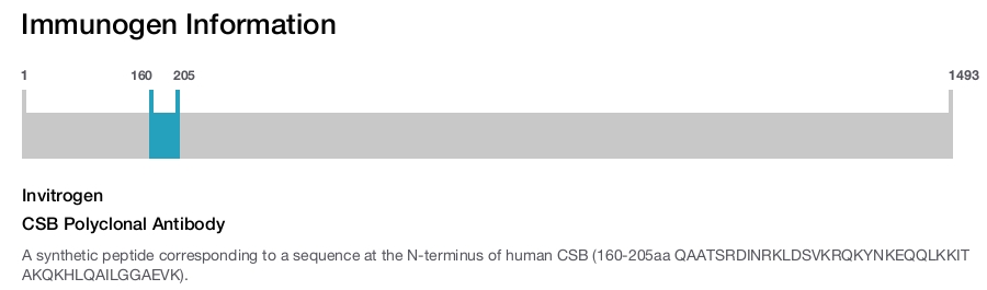 CSB Polyclonal Antibody