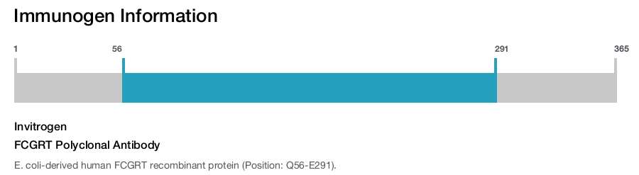 FCGRT Polyclonal Antibody