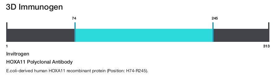 HOXA11 Polyclonal Antibody