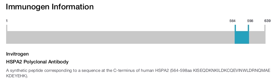 HSPA2 Polyclonal Antibody