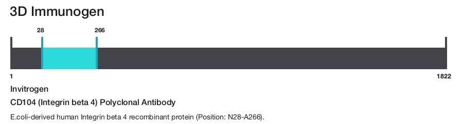 CD104 (Integrin beta 4) Polyclonal Antibody