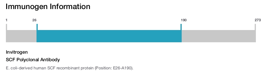 SCF Polyclonal Antibody