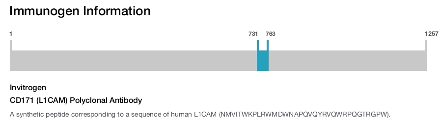 CD171 (L1CAM) Polyclonal Antibody