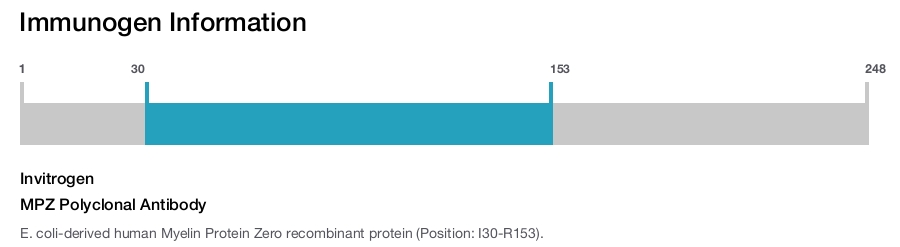 MPZ Polyclonal Antibody