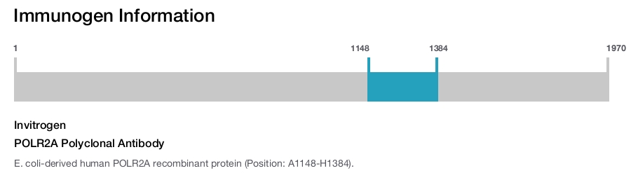 POLR2A Polyclonal Antibody