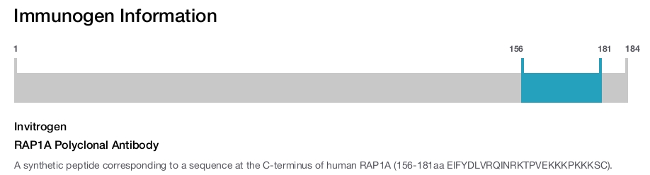 RAP1A Polyclonal Antibody