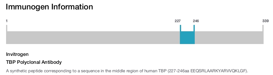 TBP Polyclonal Antibody