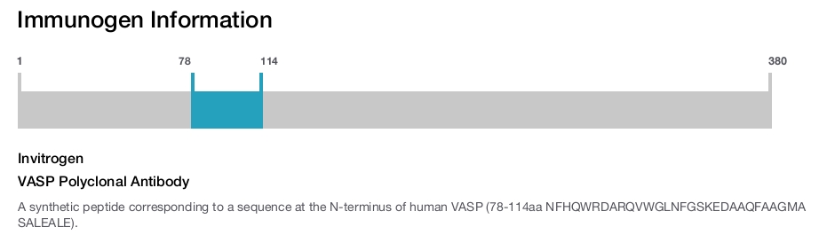 VASP Polyclonal Antibody