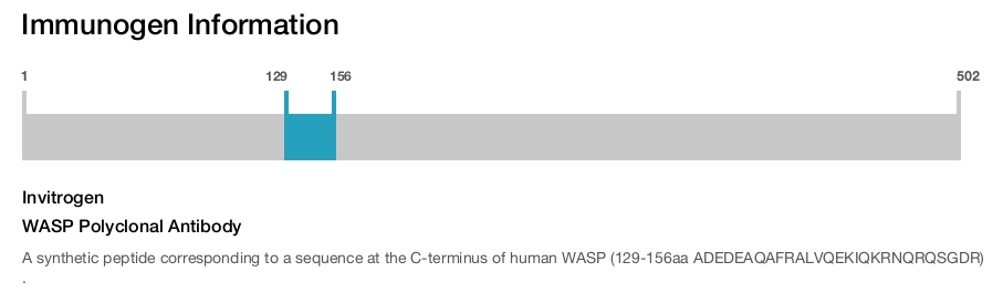 WASP Polyclonal Antibody