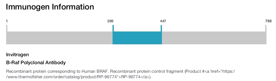 B-Raf Polyclonal Antibody