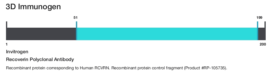 Recoverin Polyclonal Antibody