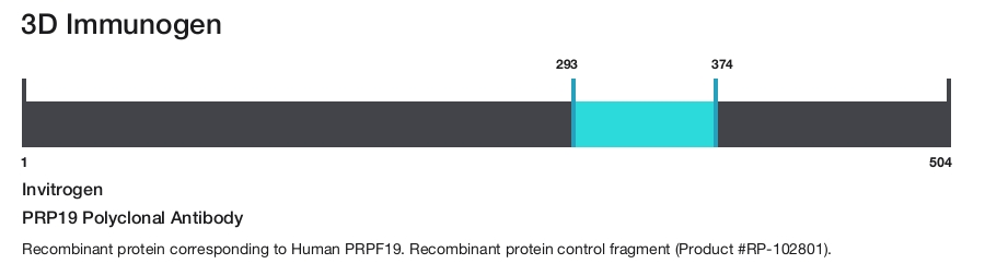 PRP19 Polyclonal Antibody
