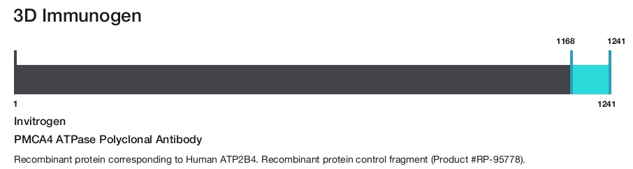 PMCA4 ATPase Polyclonal Antibody