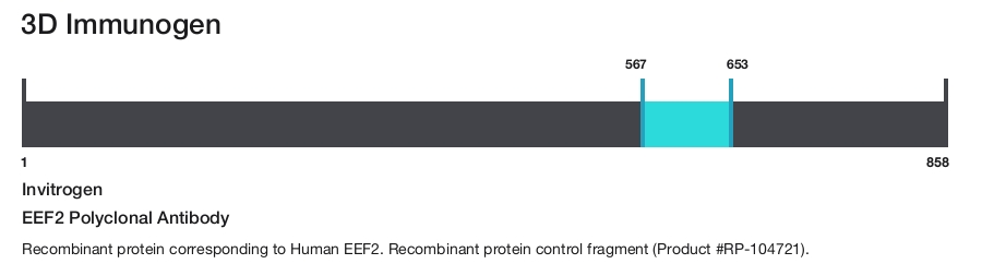 EEF2 Polyclonal Antibody