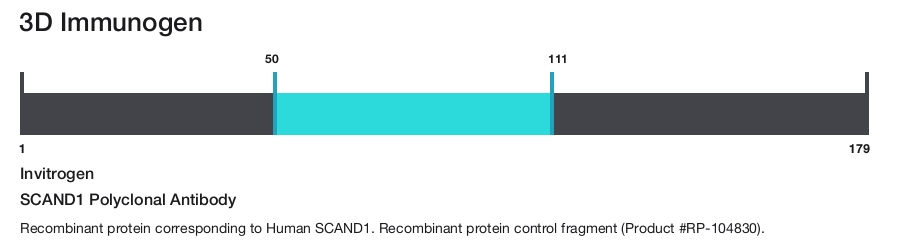 SCAND1 Polyclonal Antibody