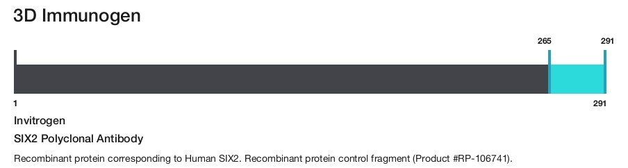 SIX2 Polyclonal Antibody