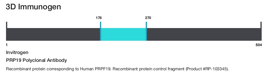 PRP19 Polyclonal Antibody