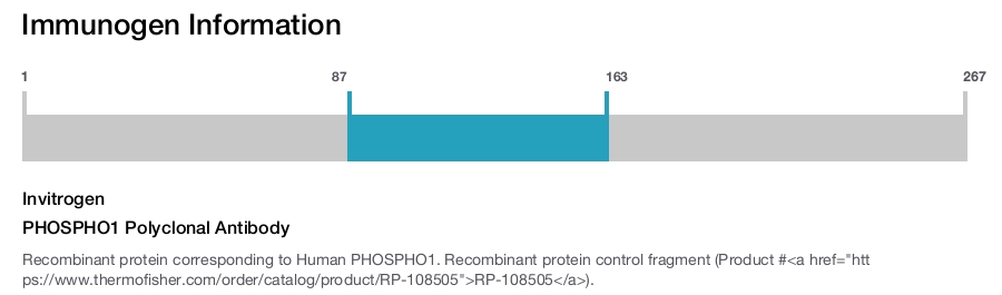 PHOSPHO1 Polyclonal Antibody