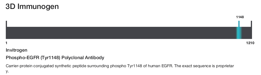 Phospho-EGFR (Tyr1148) Polyclonal Antibody