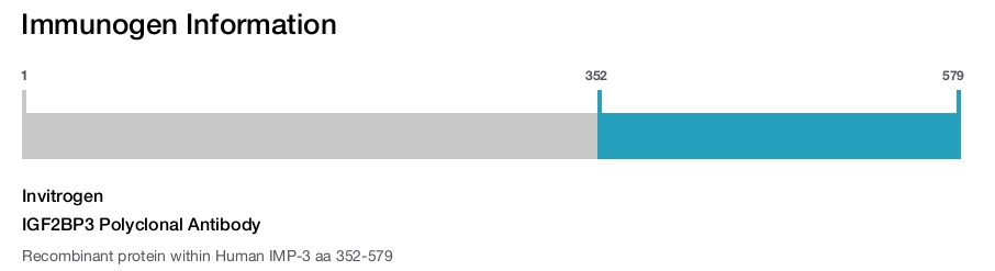 IGF2BP3 Polyclonal Antibody