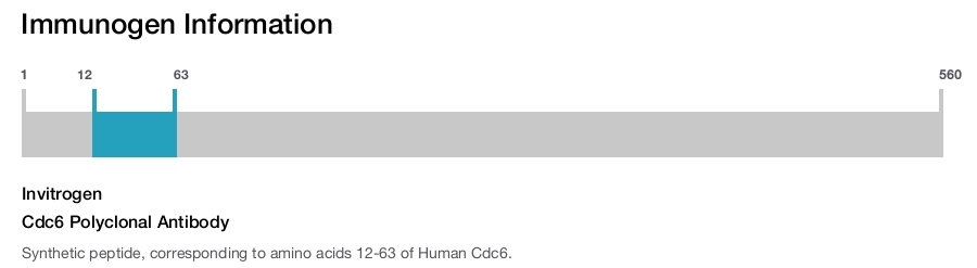 Cdc6 Polyclonal Antibody