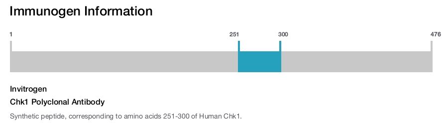 Chk1 Polyclonal Antibody