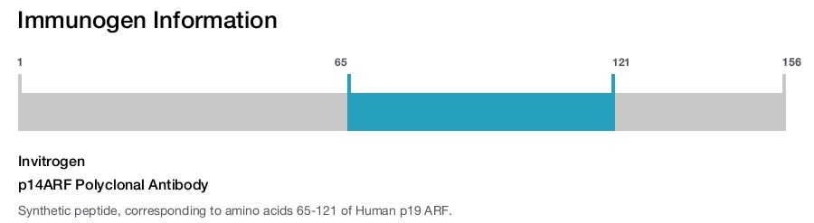 p14ARF Polyclonal Antibody