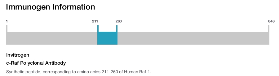 c-Raf Polyclonal Antibody