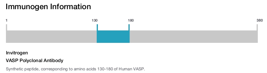 VASP Polyclonal Antibody