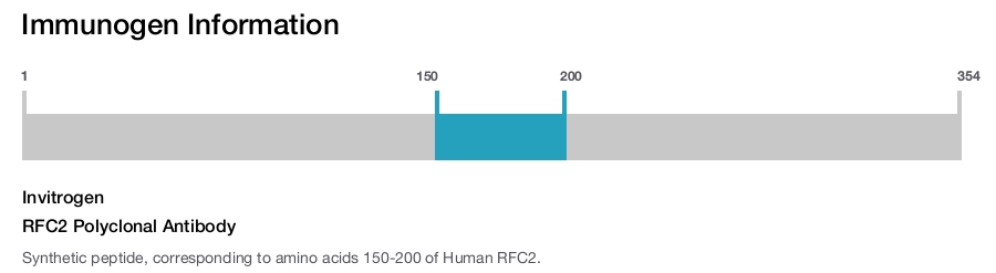 RFC2 Polyclonal Antibody