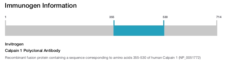 Calpain 1 Polyclonal Antibody