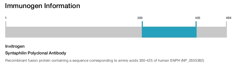 Syntaphilin Polyclonal Antibody