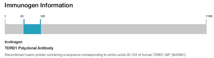TDRD1 Polyclonal Antibody