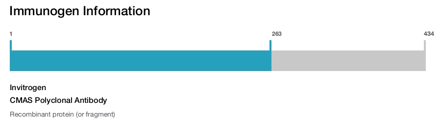 CMAS Polyclonal Antibody