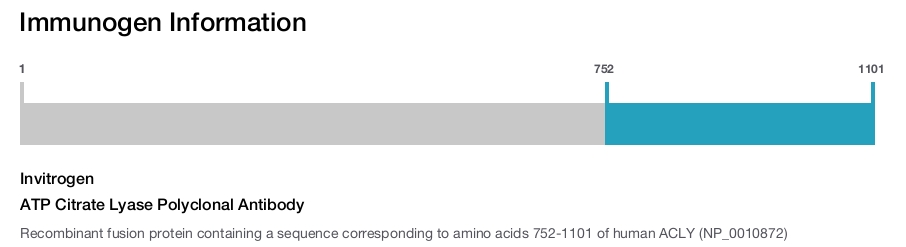 ATP Citrate Lyase Polyclonal Antibody