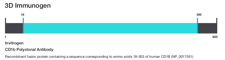 CD1b Polyclonal Antibody