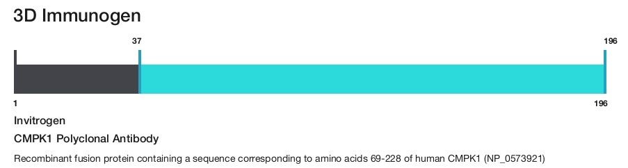 CMPK1 Polyclonal Antibody