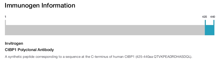 CtBP1 Polyclonal Antibody