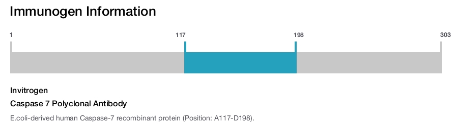 Caspase 7 Polyclonal Antibody