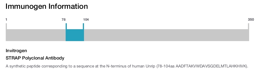 STRAP Polyclonal Antibody