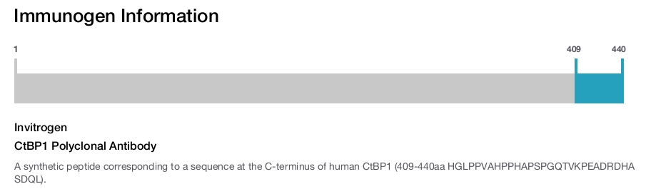 CtBP1 Polyclonal Antibody